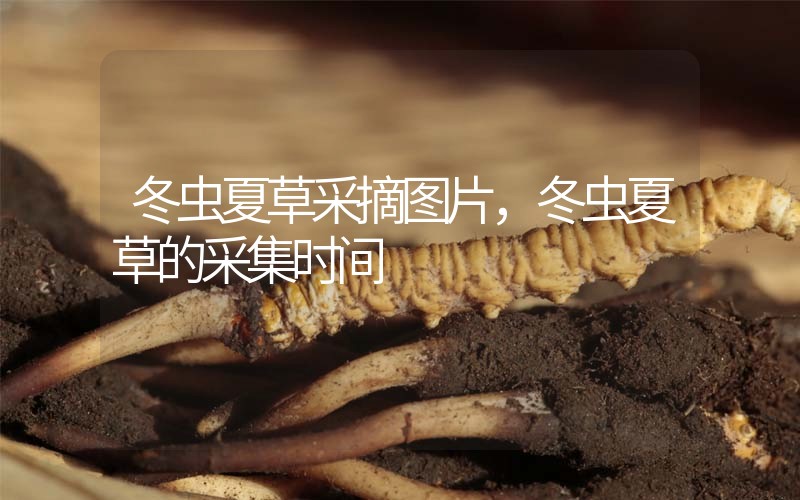 冬蟲(chóng)夏草采摘圖片，冬蟲(chóng)夏草的采集時(shí)間