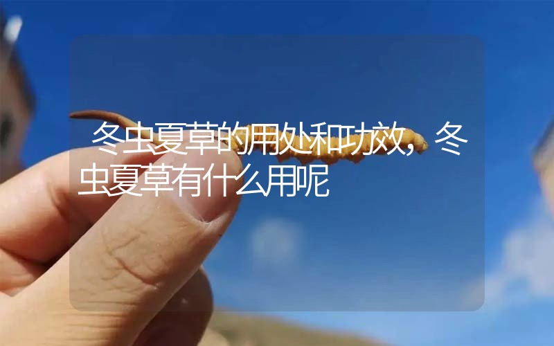 冬蟲夏草的用處和用法，冬蟲夏草有什么用呢