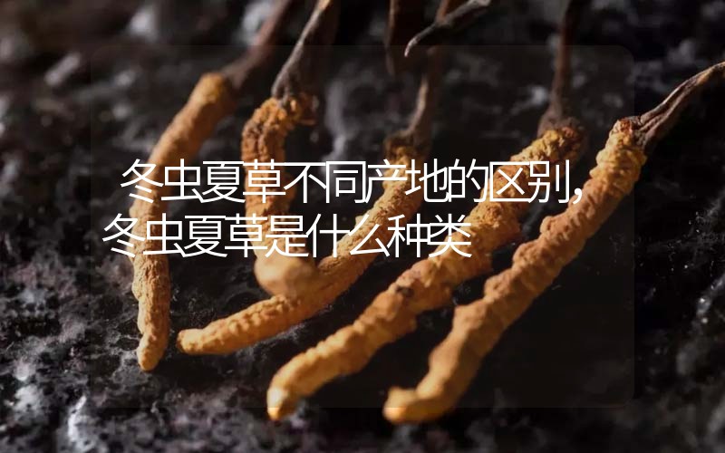 冬蟲夏草不同產(chǎn)地的區(qū)別，冬蟲夏草是什么種類