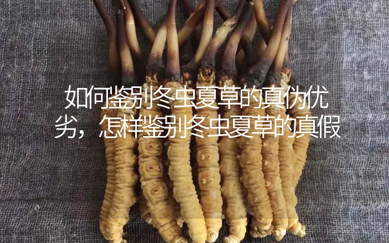 如何鑒別冬蟲夏草的真?zhèn)蝺?yōu)劣，怎樣鑒別冬蟲夏草的真假