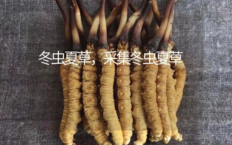 冬蟲(chóng)夏草采挖時(shí)間，什么時(shí)候采集冬蟲(chóng)夏草