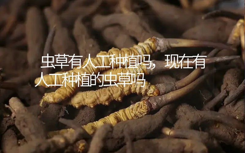 蟲(chóng)草有人工種植嗎，現(xiàn)在有人工種植的蟲(chóng)草嗎
