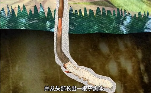 冬蟲夏草到底是蟲還是草？你猜到了嗎？