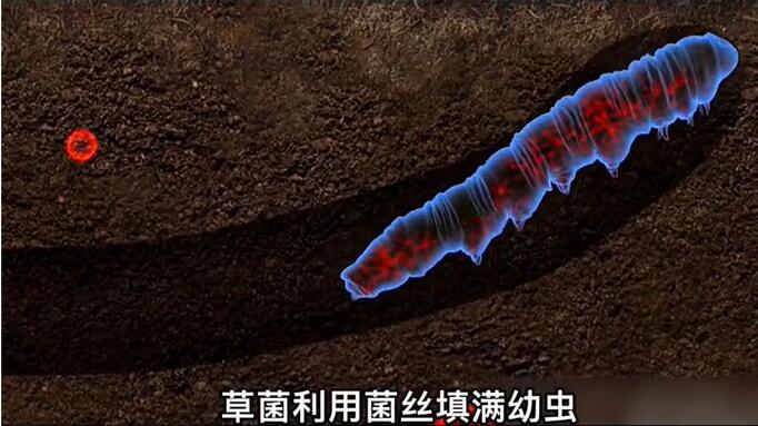 神奇的冬蟲夏草為什么能從蟲子變成草？它到底是怎么形成的呢？