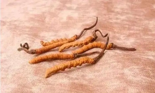 哪個(gè)產(chǎn)地的冬蟲夏草營養(yǎng)價(jià)值高,哪里的蟲草更好？