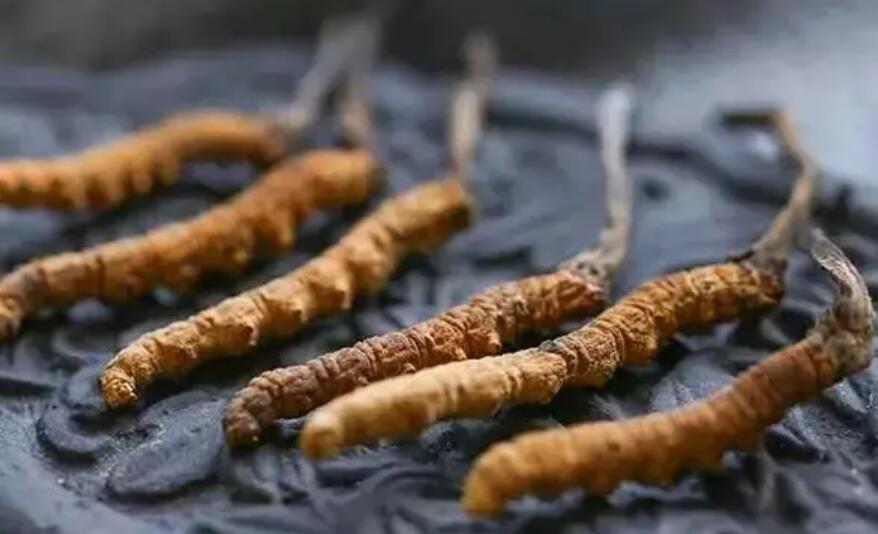 冬蟲夏草價(jià)格貴嗎？冬蟲夏草一般多少錢？