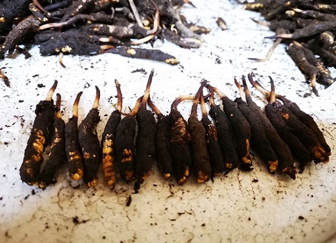 冬蟲夏草的作用是什么，有哪些比較好的吃法呢