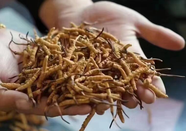 新鮮冬蟲(chóng)夏草