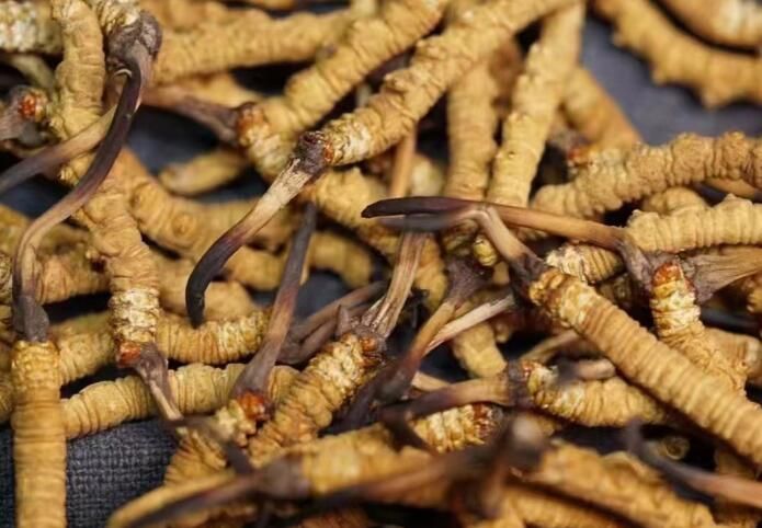 <a href=http://www.anyvice.com/sdph/dqt/ target=_blank class=infotextkey>東強(qiáng)堂</a>冬蟲夏草