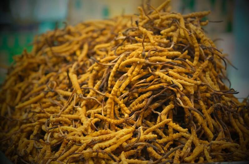 冬蟲夏草的產(chǎn)量為何一年不如一年呢？