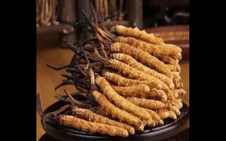 冬蟲夏草為什么會氣味不同？