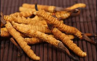 如何區(qū)分新鮮冬蟲夏草粉和劣質(zhì)冬蟲夏草粉？