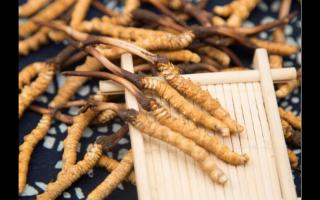 新鮮的冬蟲夏草為什么需要冷凍保存？