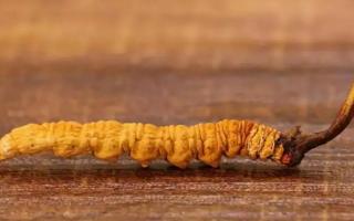 如何選購(gòu)新鮮、優(yōu)質(zhì)的冬蟲(chóng)夏草？