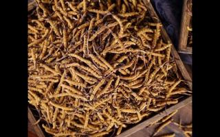高海拔冬蟲(chóng)夏草上市！新鮮采摘，品質(zhì)保證！