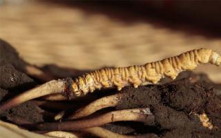 健康有保障，新鮮冬蟲(chóng)夏草，保你吃得放心！