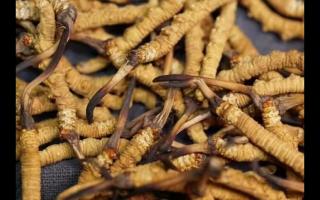 干貨還是鮮貨？冬蟲(chóng)夏草新鮮上市