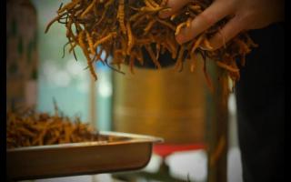 冬蟲(chóng)夏草的氣味相同嗎？