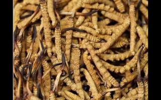冬蟲(chóng)夏草的大小顏色和蟲(chóng)草品質(zhì)的關(guān)系！