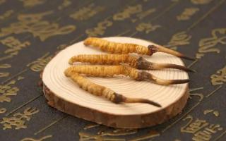 新鮮的冬蟲夏草可以存放多長時(shí)間？