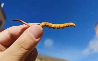 如何辨別人工冬蟲(chóng)夏草的質(zhì)量！