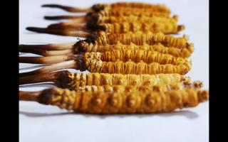 正宗高品質(zhì)冬蟲夏草怎么辨別？