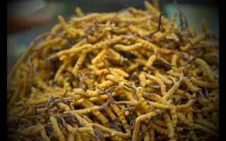不同產(chǎn)地的冬蟲夏草有哪些不同點(diǎn)？