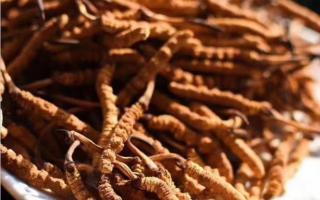 哪些因素會(huì)導(dǎo)致冬蟲夏草的氣味不同！