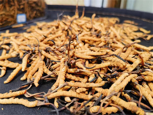 哪些人不能吃冬蟲夏草？這5類人慎食冬蟲夏草