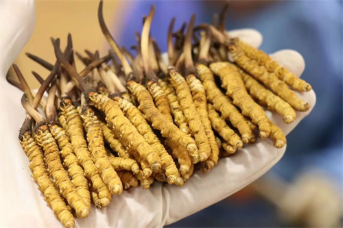 冬蟲夏草不能和什么一起吃？冬蟲夏草應(yīng)避免與6類食材同時食用