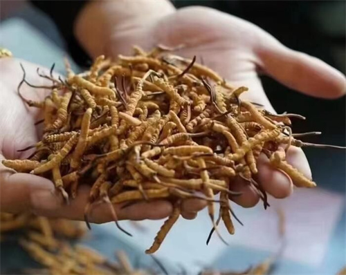 冬蟲夏草是怎么形成的？冬蟲夏草形成的主要步驟