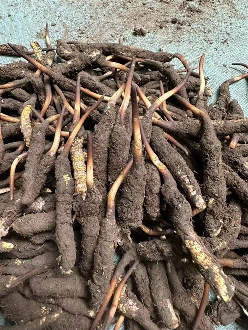 手術(shù)后能否食用冬蟲(chóng)夏草？專家解答與術(shù)后康復(fù)建議