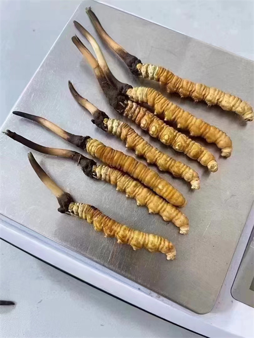 冬蟲夏草煮還是泡好？兩種食用方法的對比分析