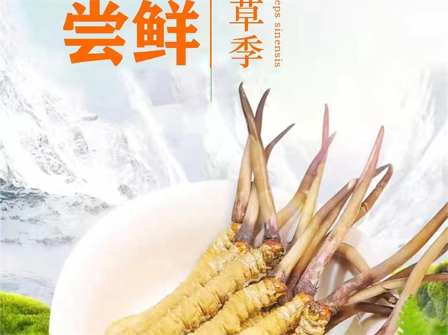 冬蟲夏草可以嫁接嗎？冬蟲夏草的形成過程極為特殊和復(fù)雜