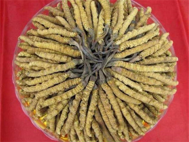 冬蟲(chóng)夏草價(jià)格一克多少錢(qián)？影響冬蟲(chóng)夏草價(jià)格的4個(gè)因素