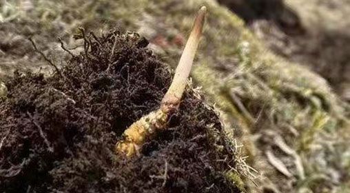 <a href=http://www.anyvice.com/xinxian/ target=_blank class=infotextkey>鮮冬蟲夏草</a>的多樣食用方法