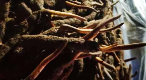 <a href=http://www.anyvice.com/xinxian/ target=_blank class=infotextkey>新<a href=http://www.anyvice.com/xinxian/ target=_blank class=infotextkey>鮮冬蟲(chóng)夏草</a></a>的多種食用方法