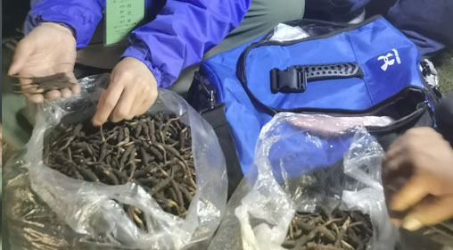 新鮮那曲蟲草多少錢一根？揭秘冬蟲夏草的價(jià)格密碼