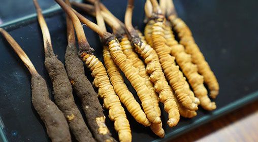 新鮮<a href=http://www.anyvice.com/jiage/ target=_blank class=infotextkey>冬蟲夏草價格</a>查詢