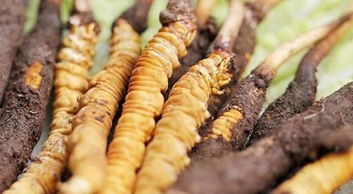 <a href=http://www.anyvice.com/xinxian/ target=_blank class=infotextkey>新<a href=http://www.anyvice.com/xinxian/ target=_blank class=infotextkey>鮮冬蟲夏草</a></a>怎么洗 