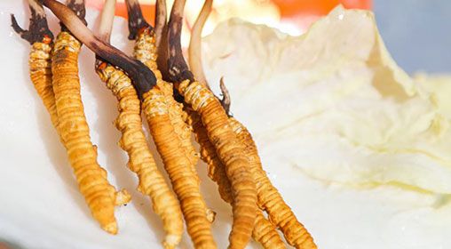 <a href=http://www.anyvice.com/xinxian/ target=_blank class=infotextkey>新<a href=http://www.anyvice.com/xinxian/ target=_blank class=infotextkey>鮮冬蟲夏草</a></a>燉燕窩