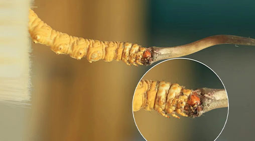 新鮮那曲冬蟲(chóng)夏草真假