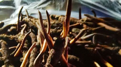 <a href=http://www.anyvice.com/xinxian/ target=_blank class=infotextkey>新<a href=http://www.anyvice.com/xinxian/ target=_blank class=infotextkey>鮮冬蟲(chóng)夏草</a></a>營(yíng)養(yǎng)有哪些呢