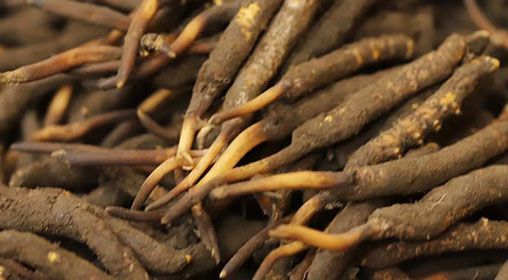 冬蟲夏草批發(fā)市場(chǎng):揭秘“軟黃金”的交易江湖