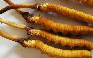 冬蟲夏草泡酒最佳配方：滋補養(yǎng)生，強身健體