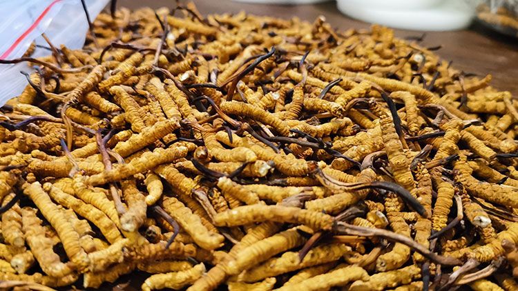 深圳<a href=http://www.anyvice.com/zhengce/ target=_blank class=infotextkey>冬蟲(chóng)夏草交易</a>市場(chǎng):南中國(guó)蟲(chóng)草貿(mào)易的黃金樞紐