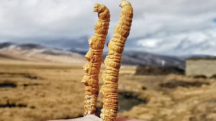 全球<a href=http://www.anyvice.com/ target=_blank class=infotextkey>冬蟲夏草</a>核心產(chǎn)地分布圖鑒(2024最新版)