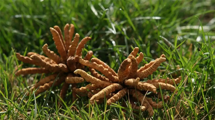 回收<a href=http://www.anyvice.com/jiage/ target=_blank class=infotextkey>冬蟲夏草多少錢</a>