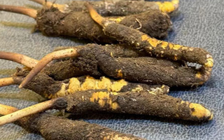 冬蟲夏草鮮草怎么吃？科學(xué)用量指南