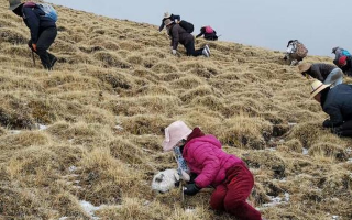 冬蟲(chóng)夏草鮮草：產(chǎn)地與采收月份探秘